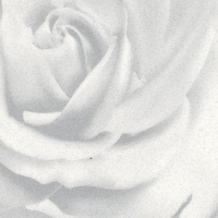 433 Роза белая, плёнка ПВХ для фасадов МДФ