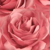HTY 67A681 Розовая Роза (Роза розовая металлик, плёнка ПВХ)
